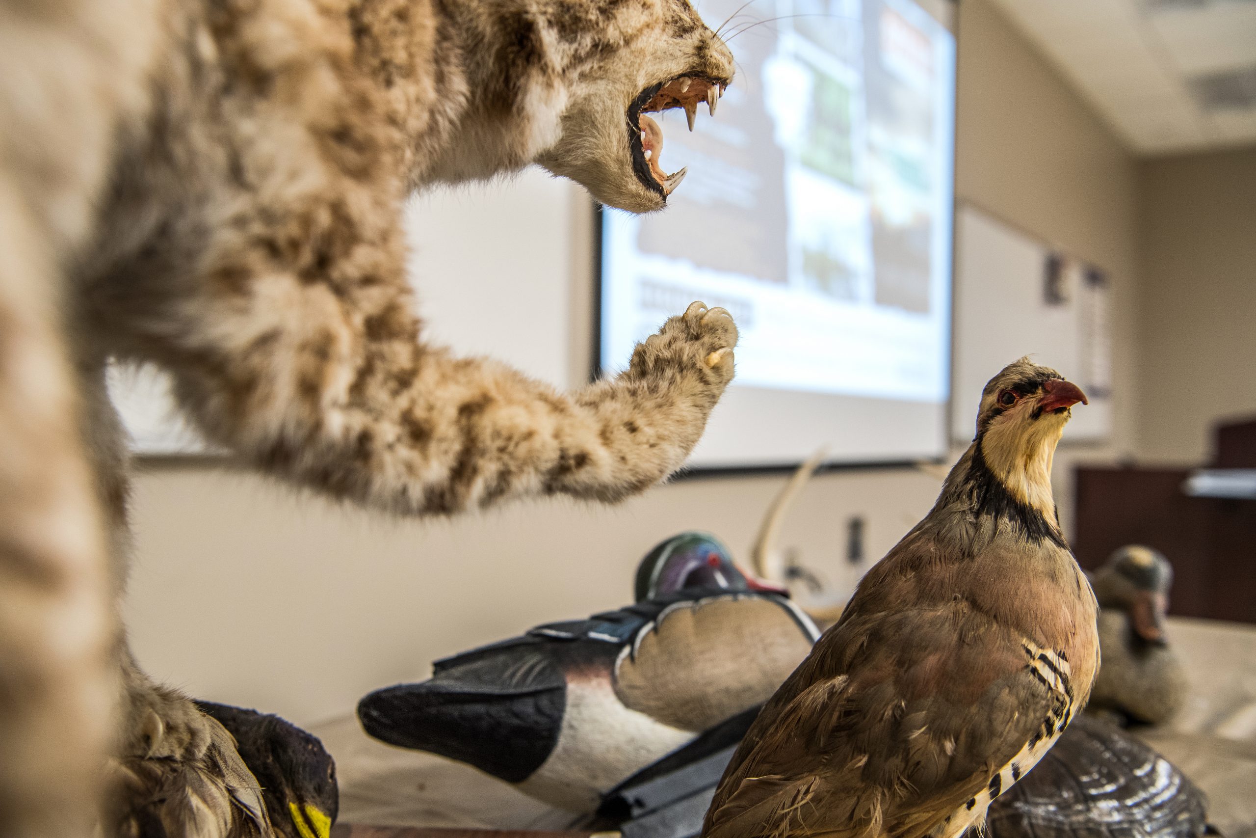 Wildlife animal models on a table in a classroom.