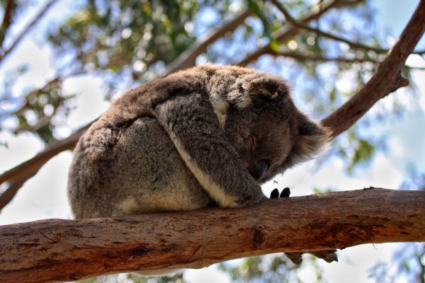 Sleepy Koala