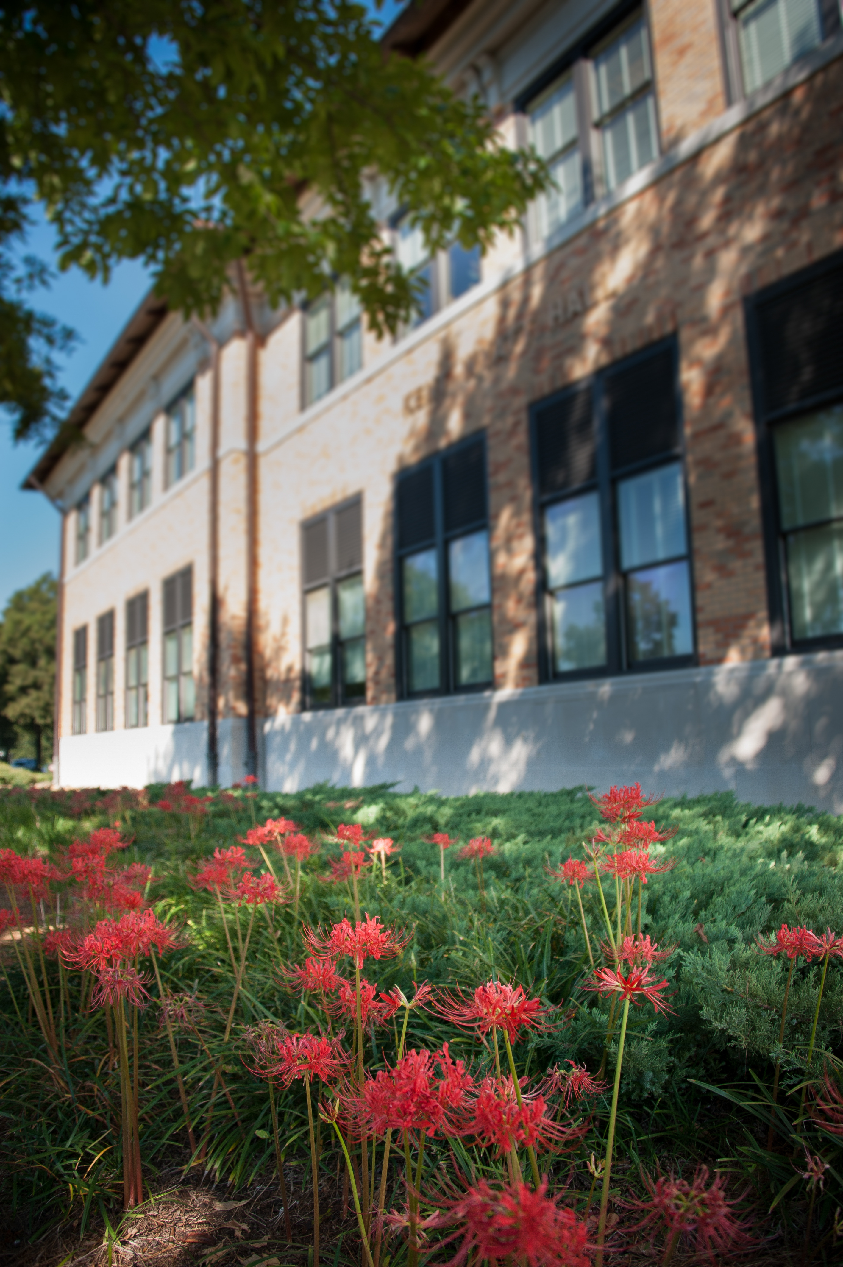 Spider lilies on campus at Delta State