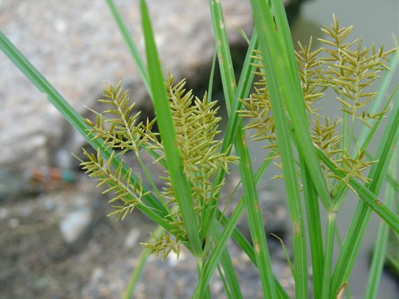 nut-sedge