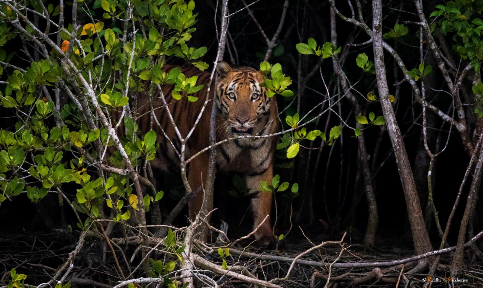 Endangered Bengal Tigers Could Go Extinct By 2070