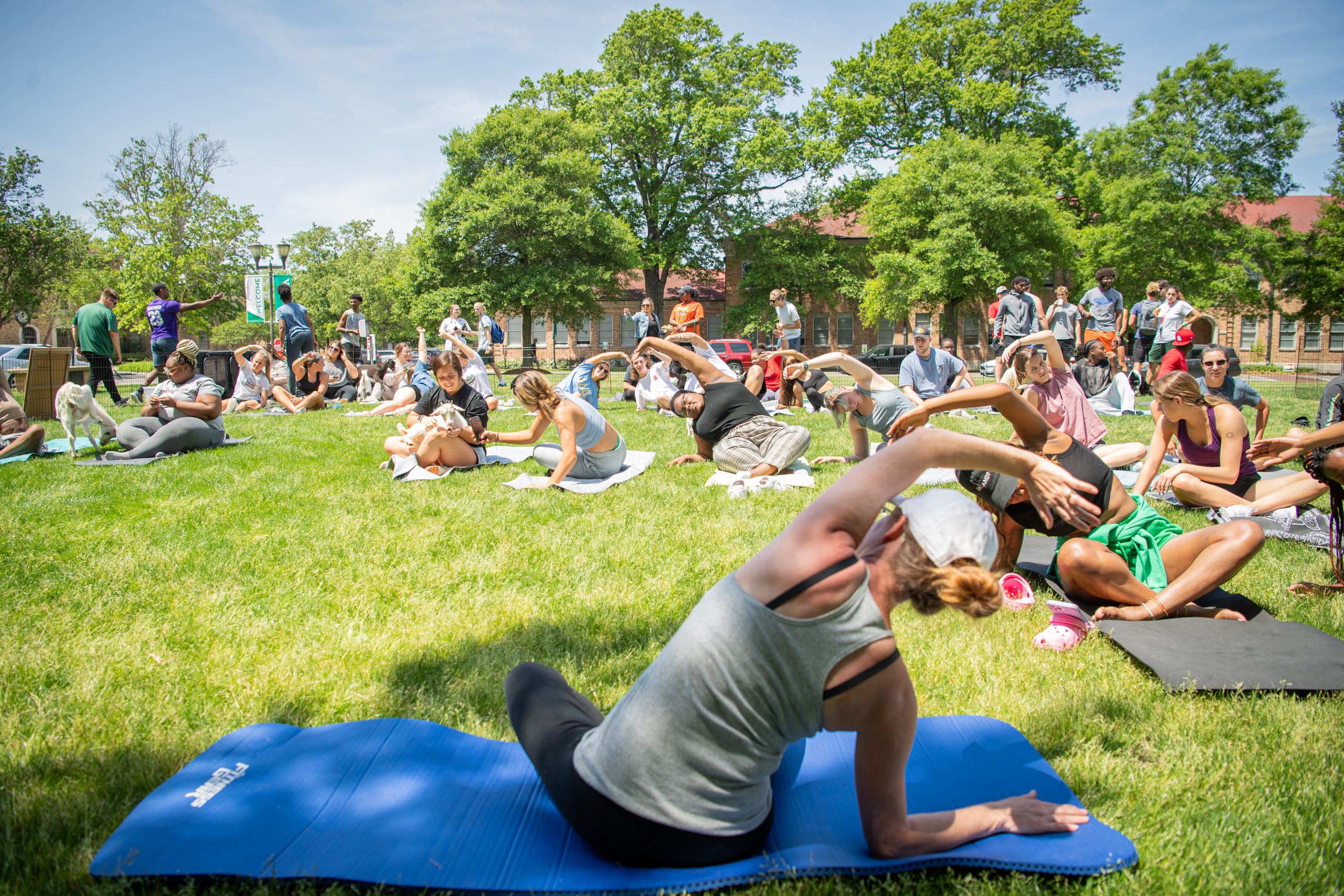 Students doing Goat Yoga on the Quad.